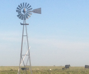 Windmill in pasture